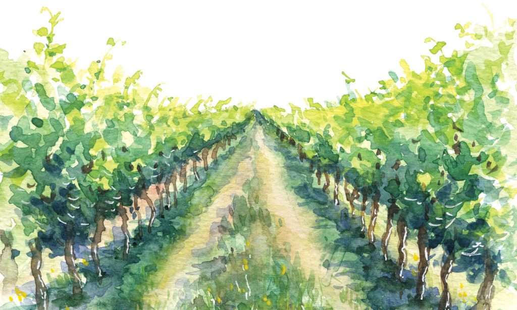 Vineyard Illustration